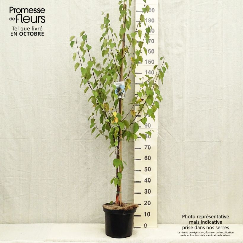 Ejemplar de Bouleau de Chine - Betula albosinensis Fascination pot de 7,5L entregado en otoño