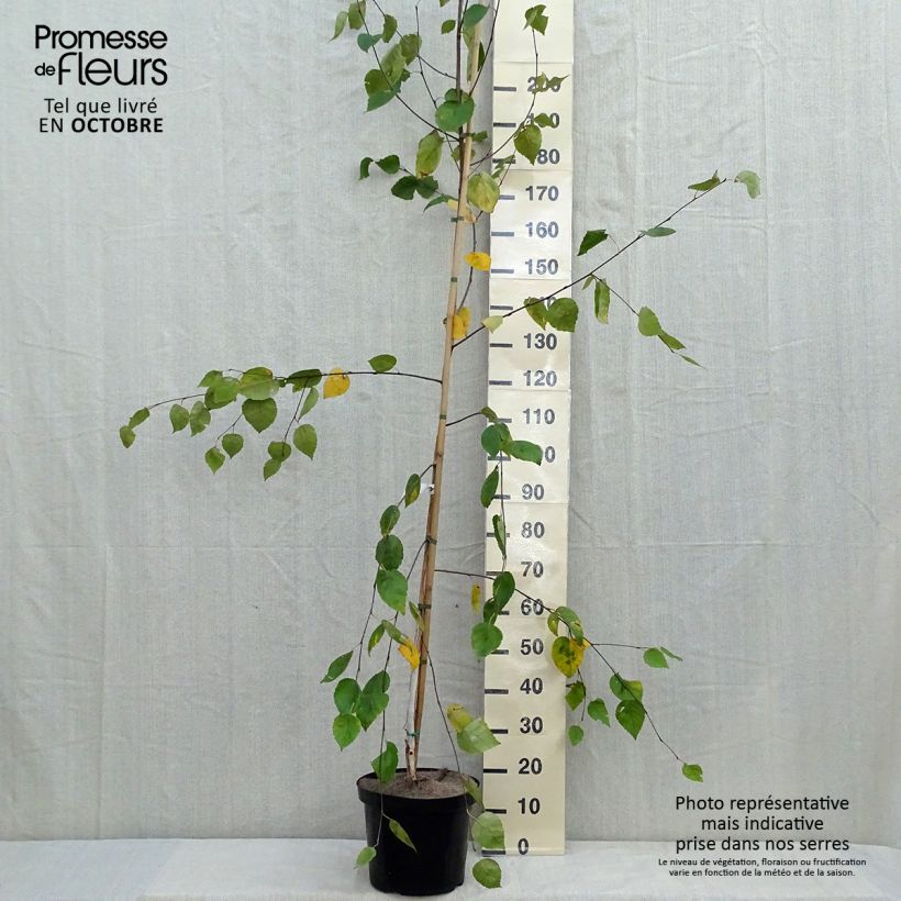 Ejemplar de Bouleau de l'Himalaya - Betula utilis jacquemontii Pot de 7,5L/10L entregado en otoño