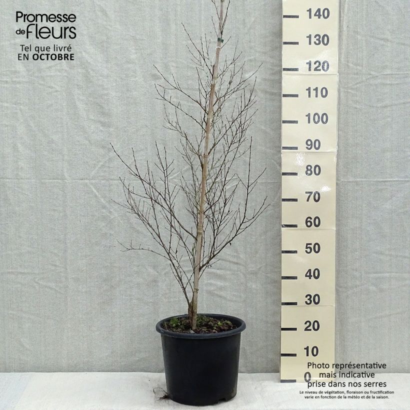 Ejemplar de Bouleau noir - Betula nigra Pot de 12L/15L entregado en otoño