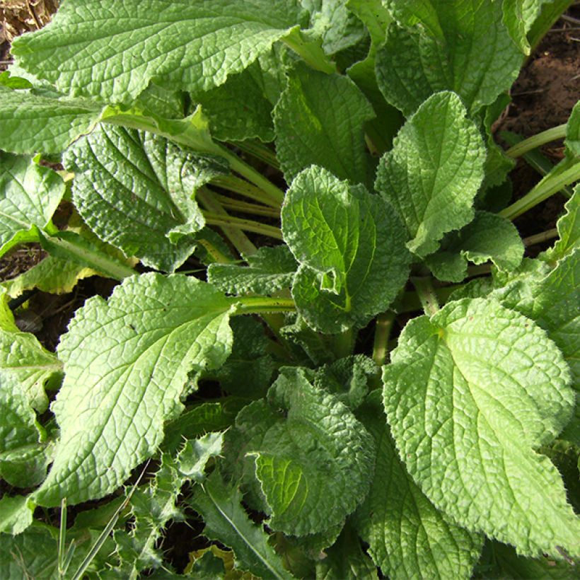 Borraja - Borago officinalis (Follaje)