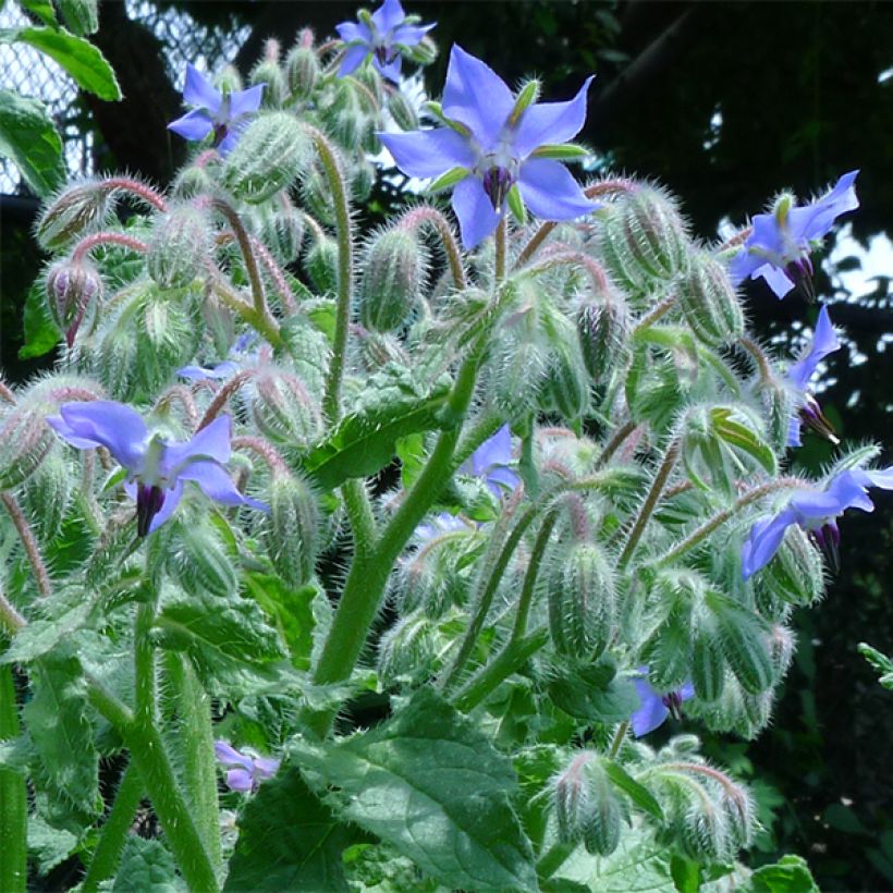 Borraja - Borago officinalis (Floración)