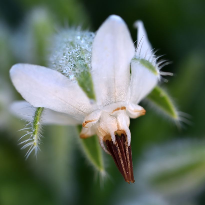 Borraja Alba (semilla) - Borago officinalis (Floración)