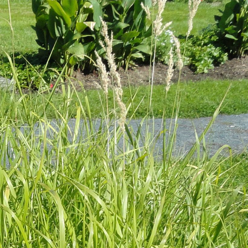 Bouteloua curtipendula - Banderilla (Floración)