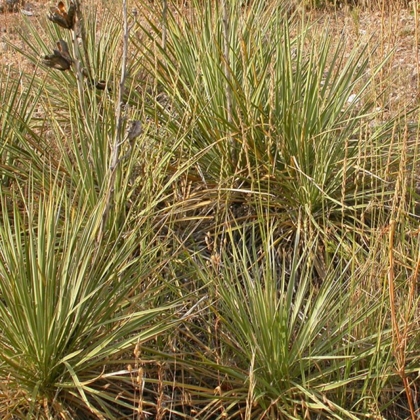 Bouteloua curtipendula - Banderilla (Porte)