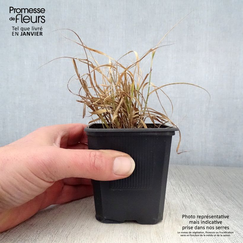 Bouteloua curtipendula Godet de 9cm Ejemplar entregado en invierno