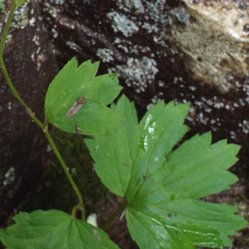 Boykinia aconitifolia (Follaje)