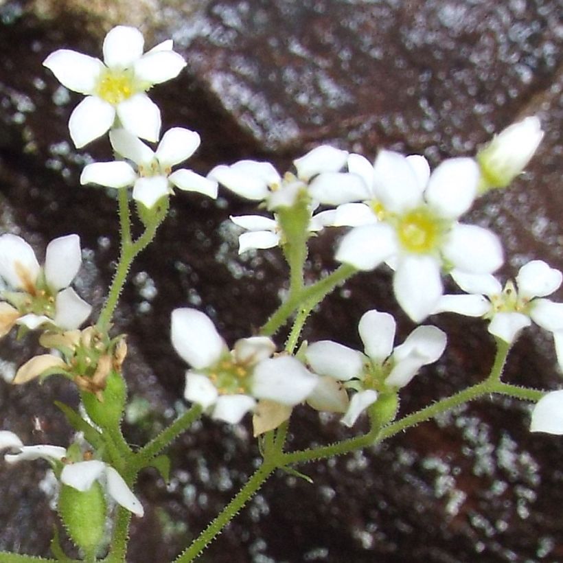 Boykinia aconitifolia (Floración)