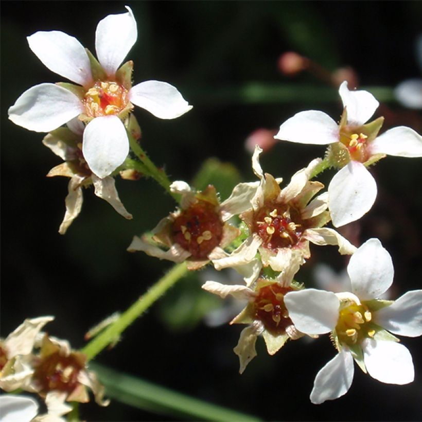 Boykinia major (Floración)