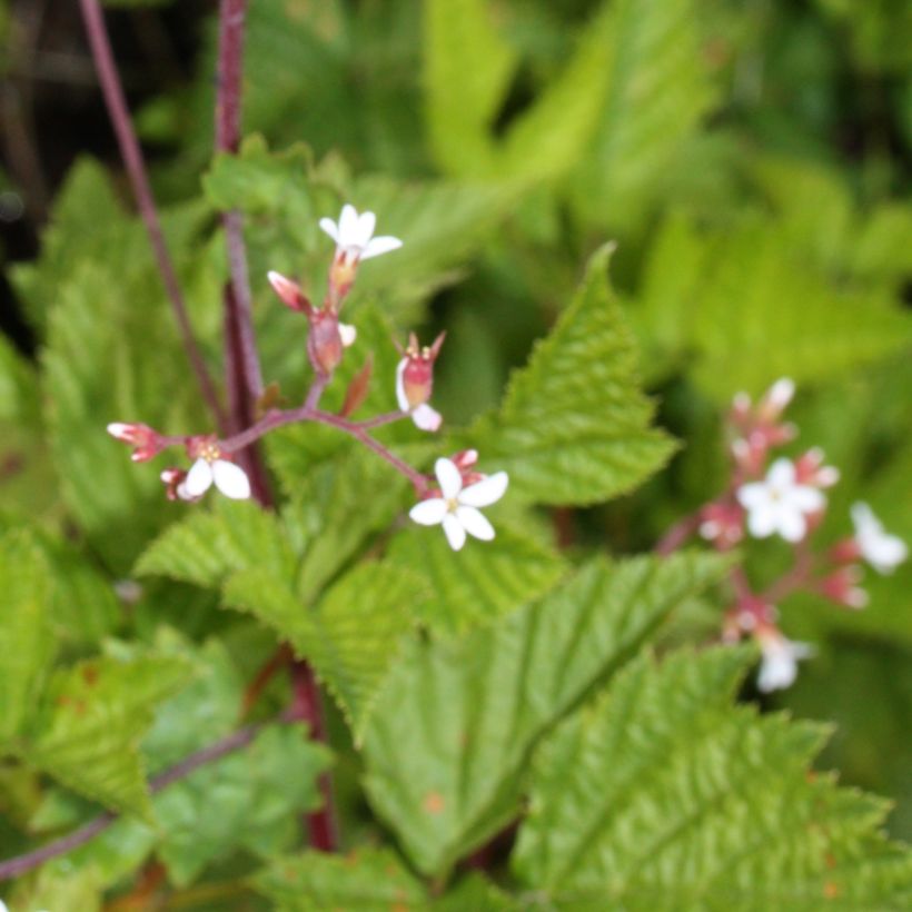 Boykinia occidentalis (Follaje)