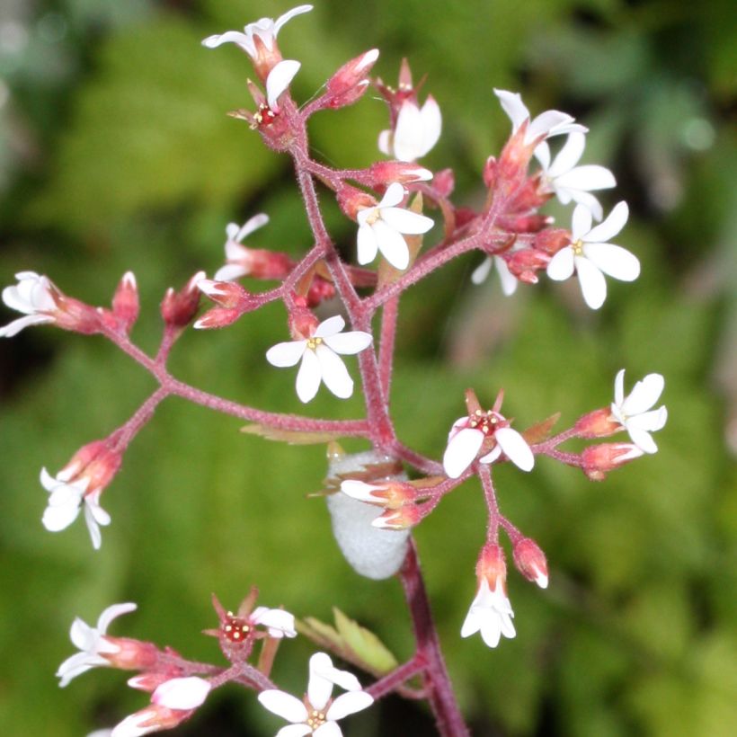 Boykinia occidentalis (Floración)