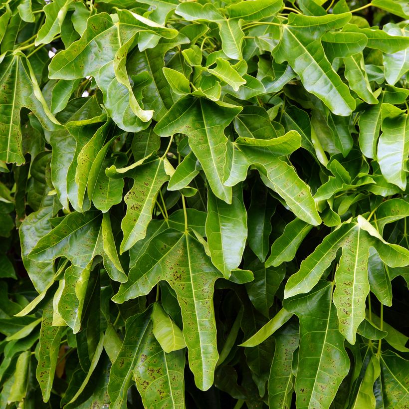 Brachychiton acerifolius - Árbol de fuego (Follaje)