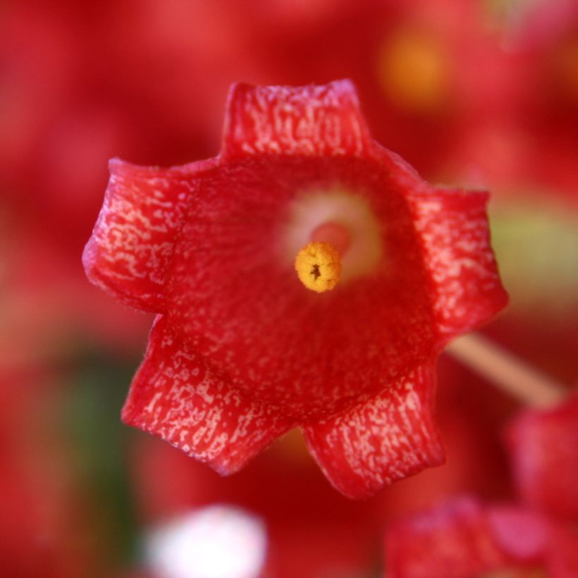 Brachychiton acerifolius - Árbol de fuego (Floración)