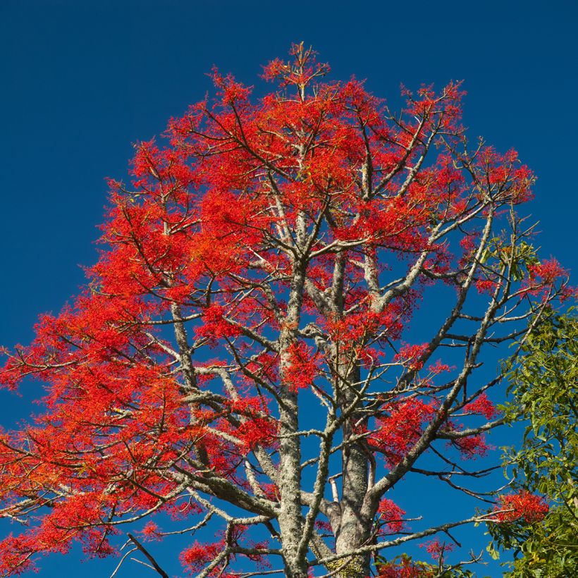 Brachychiton acerifolius - Árbol de fuego (Porte)