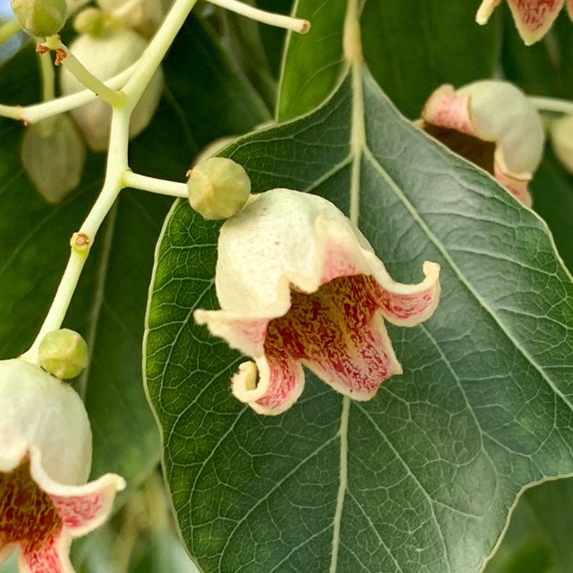 Brachychiton populneus - Árbol botella (Floración)