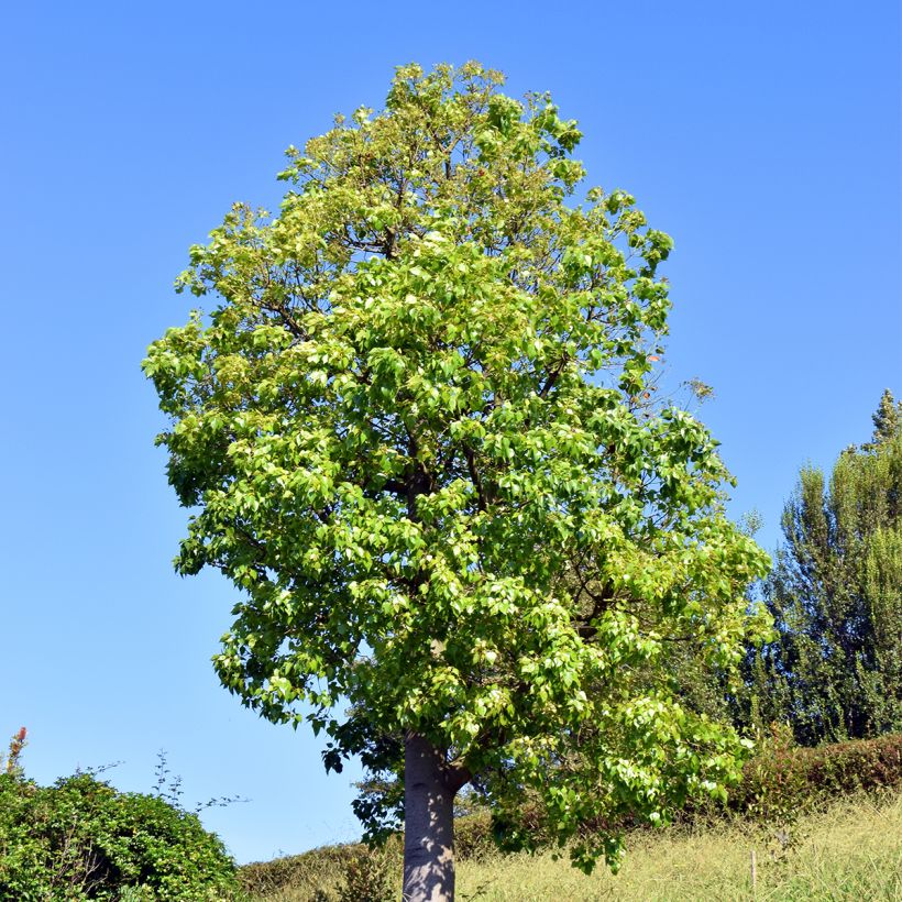 Brachychiton populneus - Árbol botella (Porte)