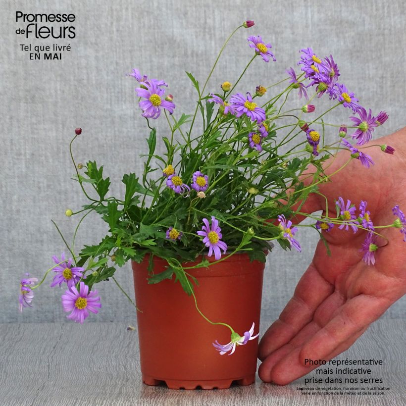 Brachycome Brasco Violet - pot de 10/11cm Ejemplar entregado en la primavera