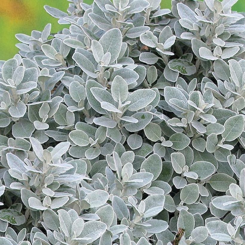 Senecio greyi Walberton's Silver Dormouse (Follaje)