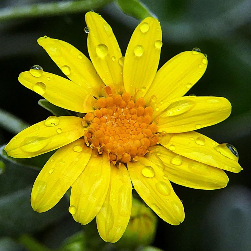 Senecio greyi Walberton's Silver Dormouse (Floración)