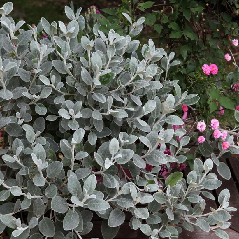 Senecio greyi Walberton's Silver Dormouse (Porte)