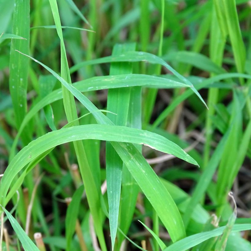 Brachypodium sylvaticum - Pasto de monte (Follaje)