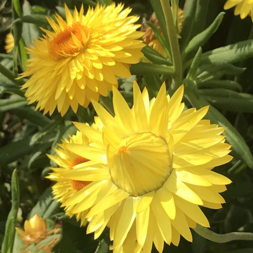 Bracteantha bracteata Granvia Gold (Floración)