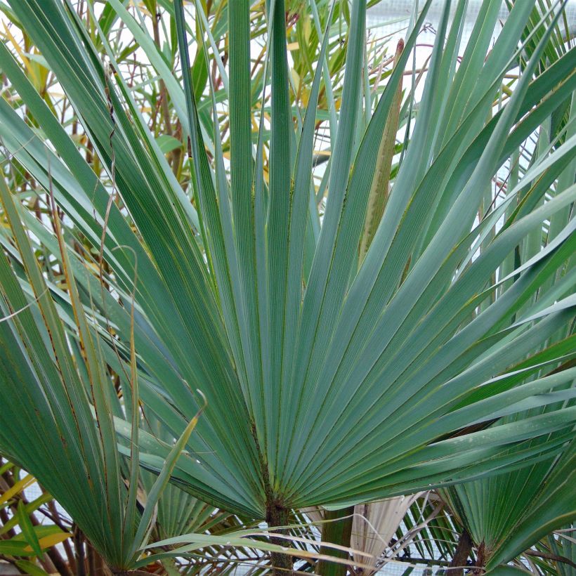 Palmera azul - Brahea armata (Follaje)