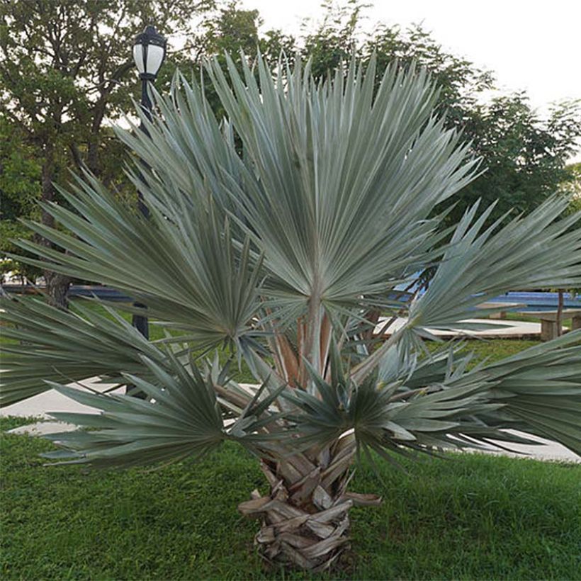 Palmera azul - Brahea armata (Porte)