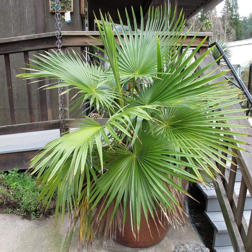 Palmera - Brahea calcarea (Porte)