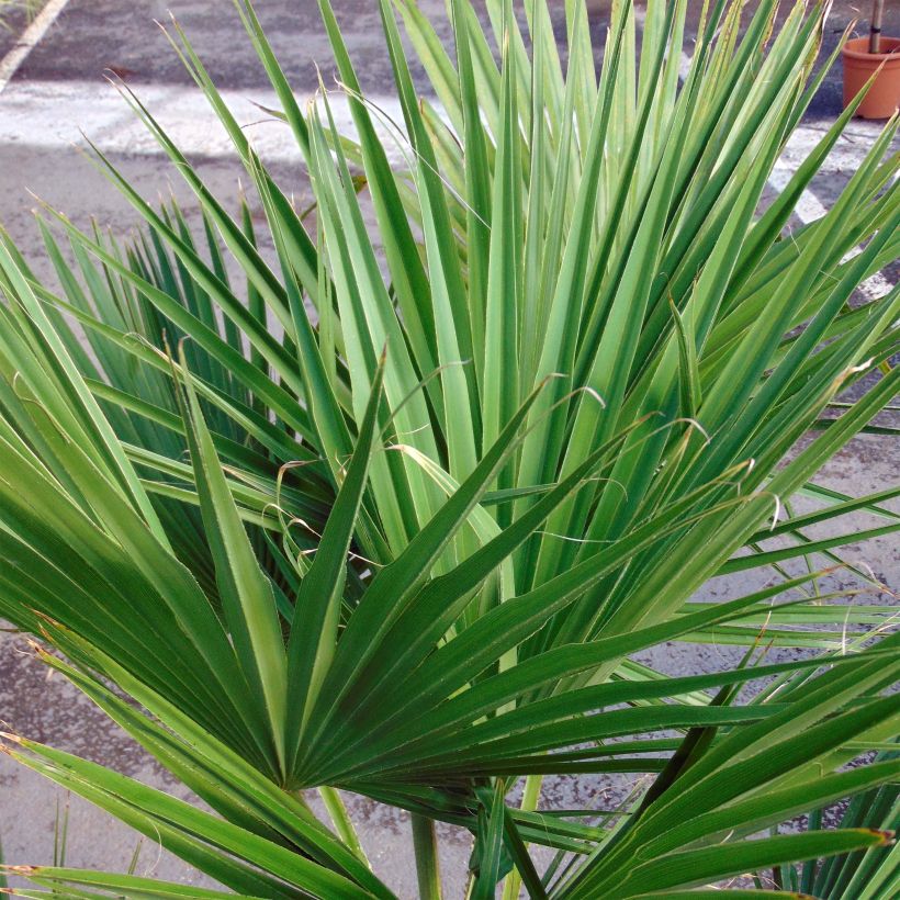 Palmera de Guadalupe - Brahea edulis (Follaje)