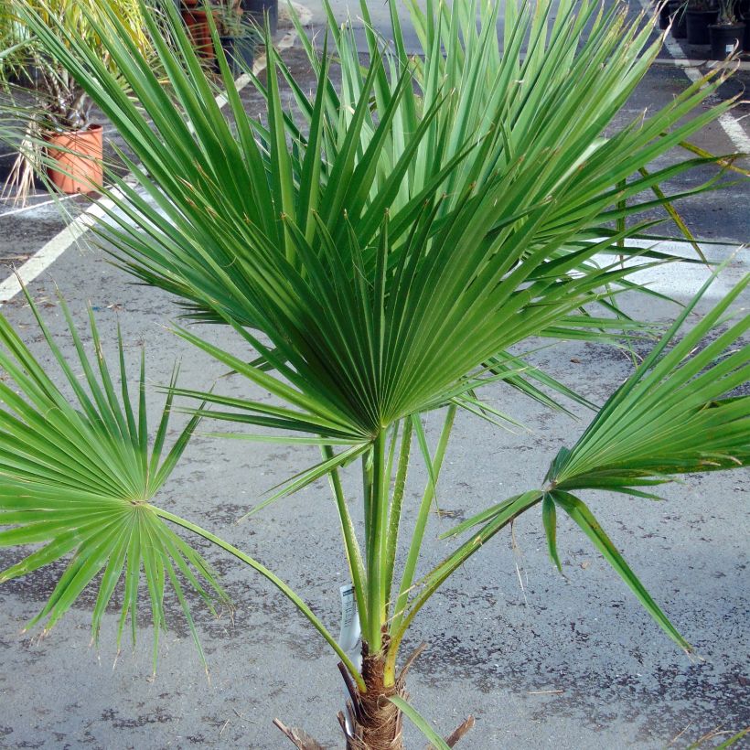 Palmera de Guadalupe - Brahea edulis (Porte)