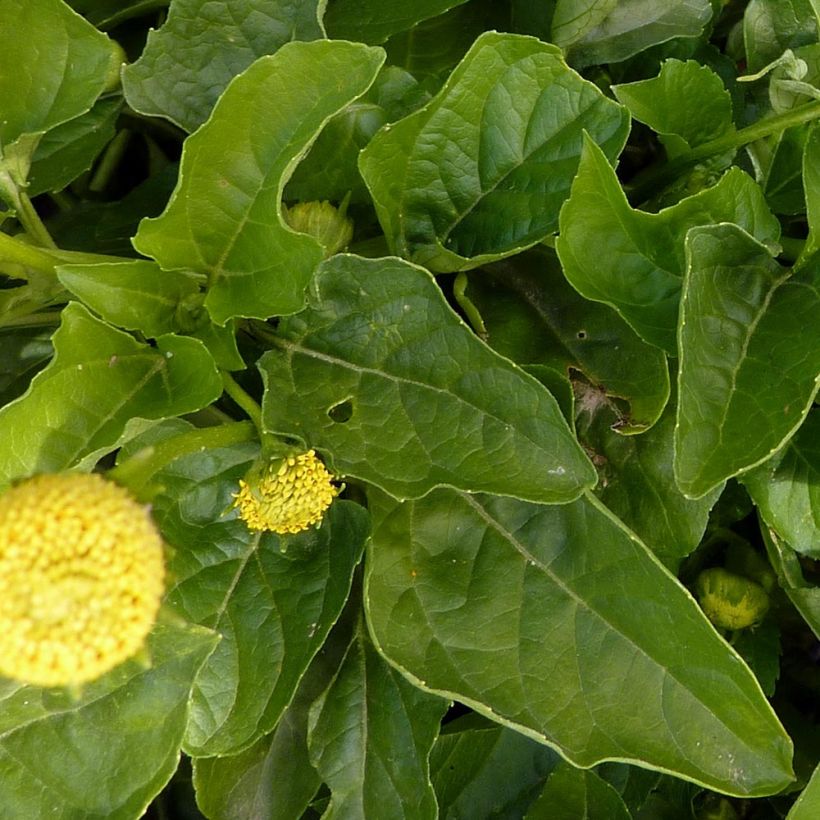 Hierba de los dientes - Acmella oleracea (Follaje)