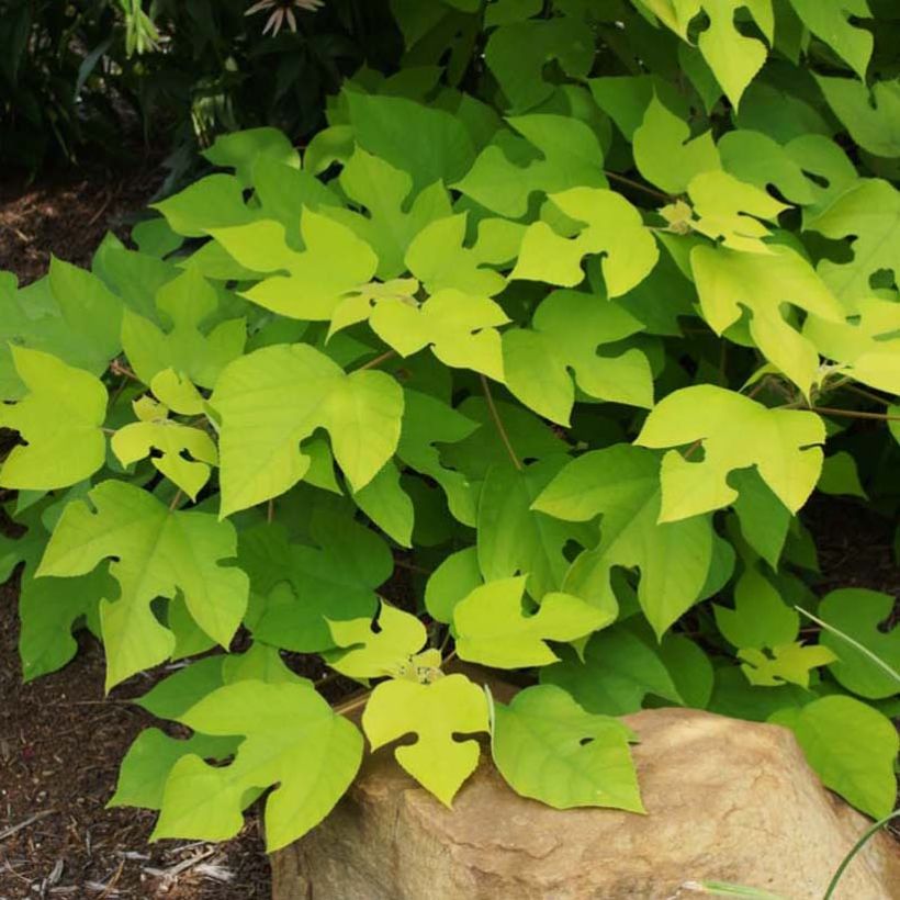 Broussonetia papyrifera Golden Shadow (Follaje)