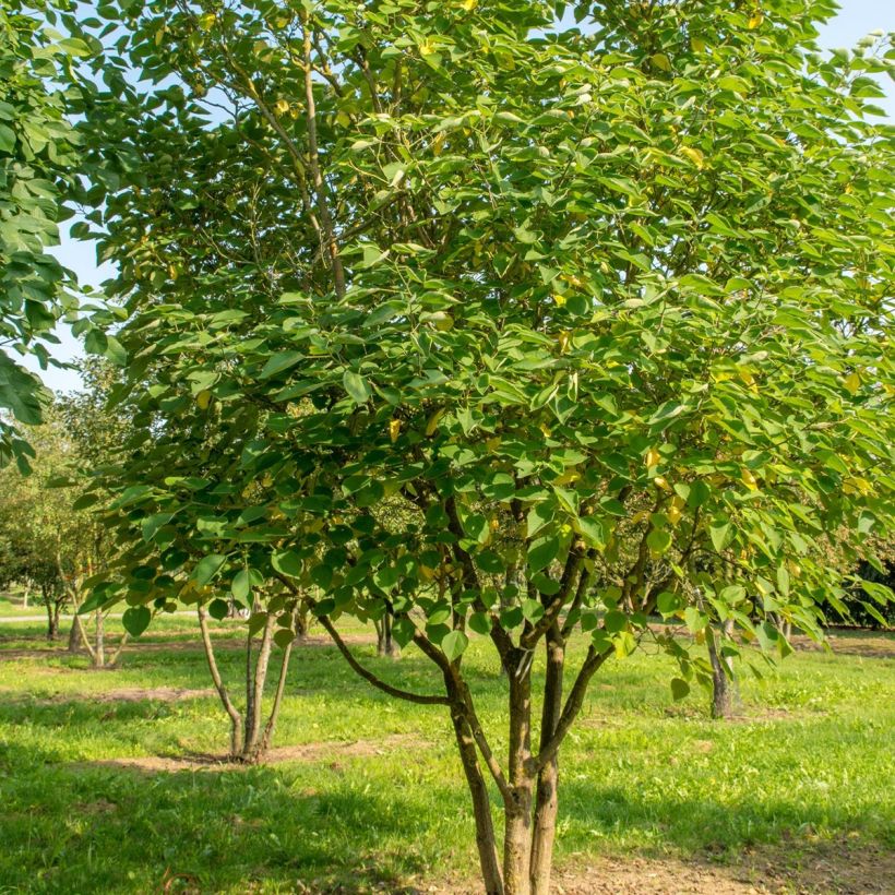 Broussonetia papyrifera - Morera de papel (Porte)