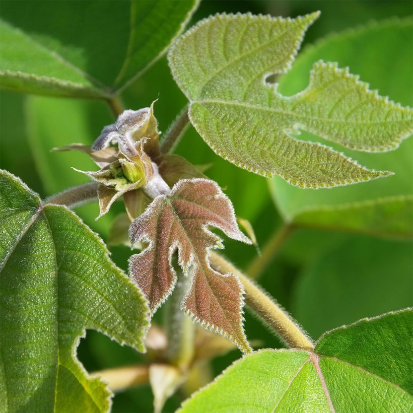 Broussonetia papyrifera - Morera de papel (Follaje)