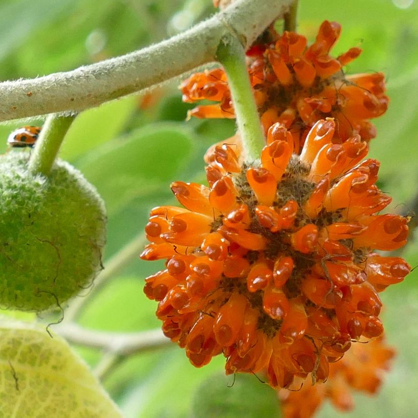 Broussonetia papyrifera - Morera de papel (Cosecha)