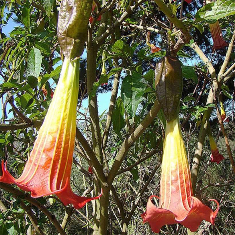 Brugmansia sanguinea - Trompetero rojo (Floración)