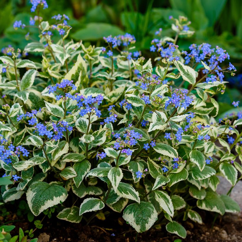 Brunnera macrophylla Variegata (Porte)