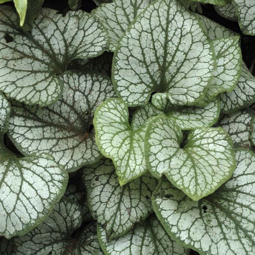 Brunnera macrophylla Jack Frost (Follaje)