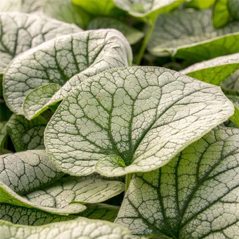 Brunnera macrophylla Alexander's Great (Follaje)