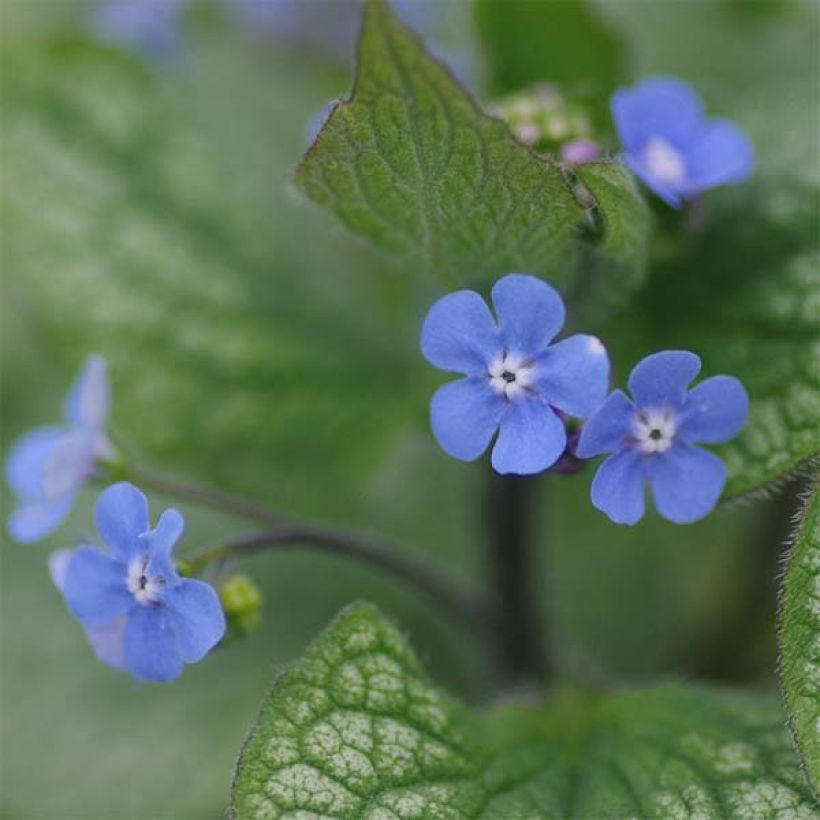 Brunnera macrophylla Alexander's Great (Floración)