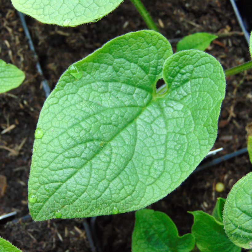 Brunnera macrophylla Betty Bowring (Follaje)