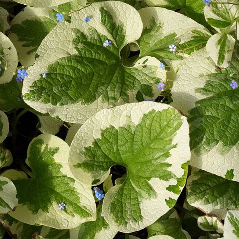 Brunnera macrophylla Dawson s White (Follaje)