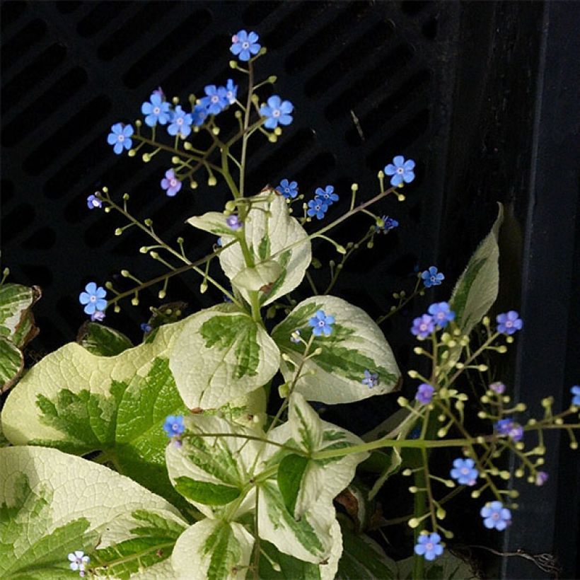 Brunnera macrophylla Dawson s White (Floración)