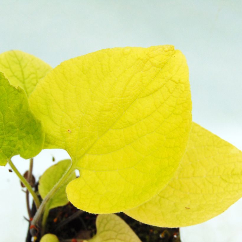 Brunnera macrophylla Diane's Gold (Follaje)