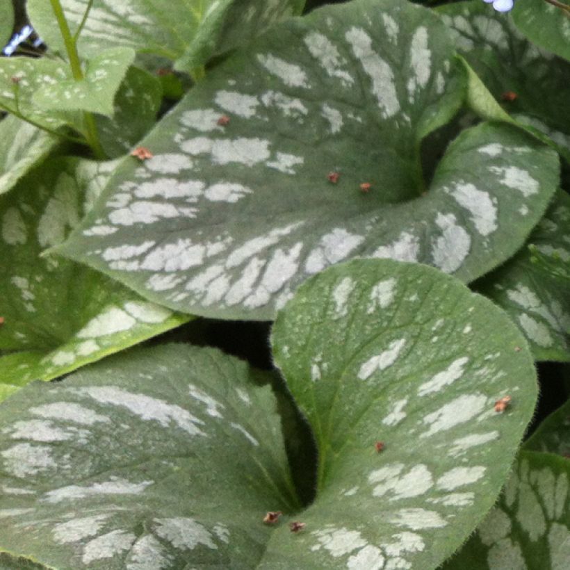 Brunnera macrophylla Emerald Mist (Follaje)