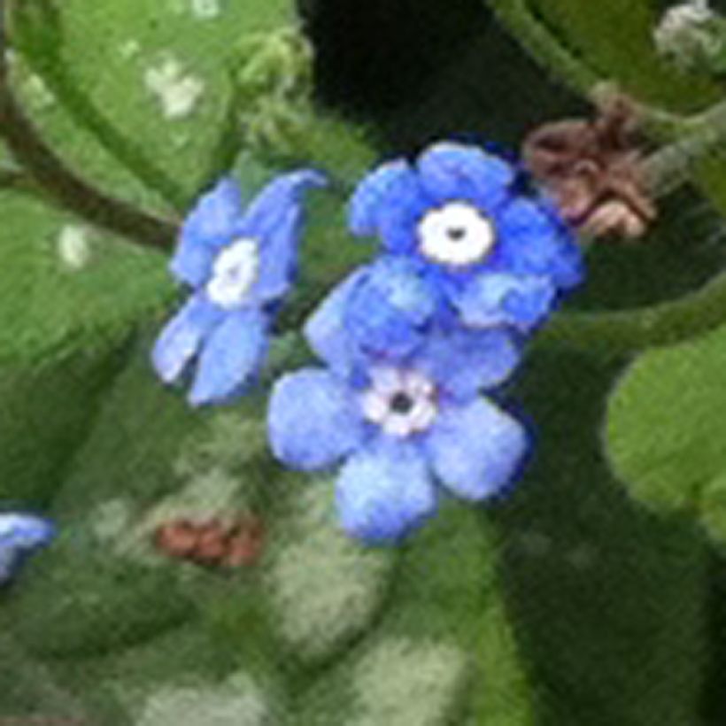 Brunnera macrophylla Emerald Mist (Floración)