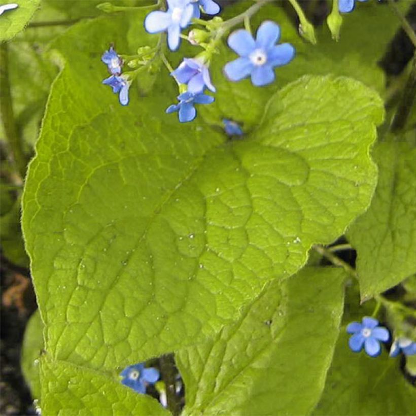 Brunnera macrophylla Green Gold (Follaje)