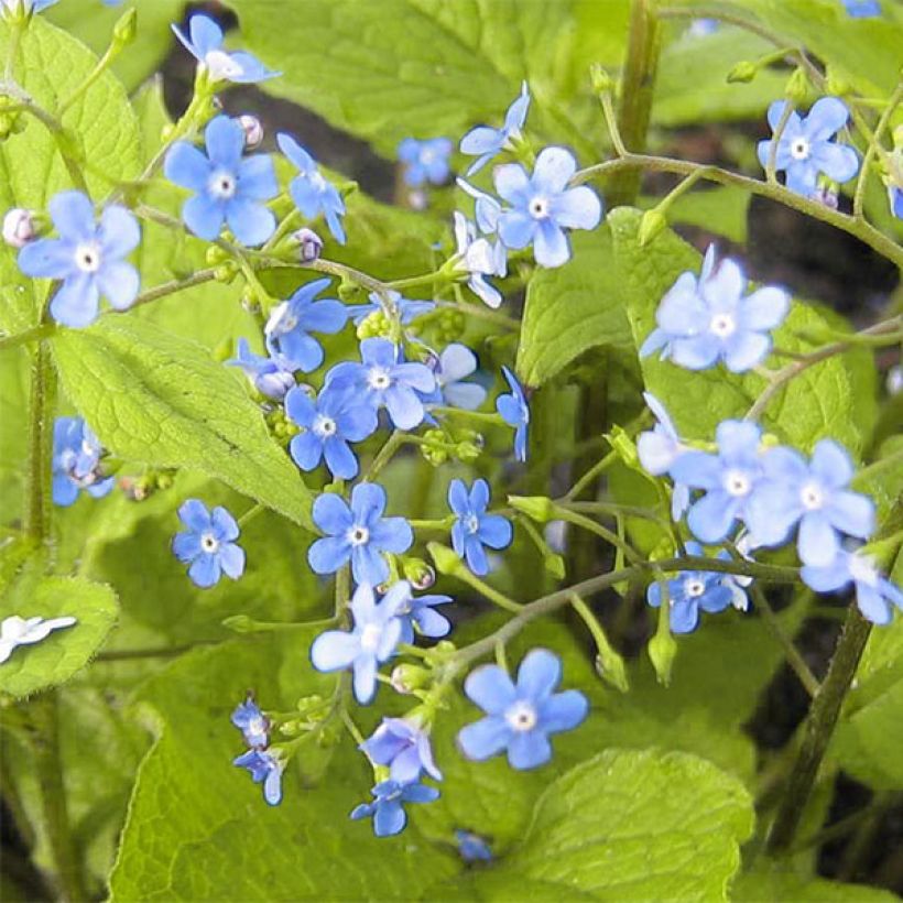 Brunnera macrophylla Green Gold (Floración)