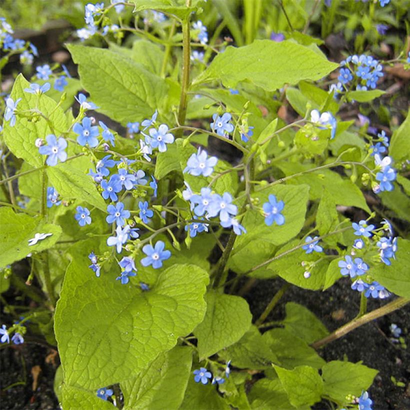 Brunnera macrophylla Green Gold (Porte)