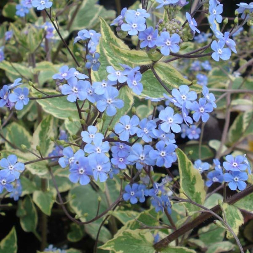 Brunnera macrophylla Hadspen cream (Floración)